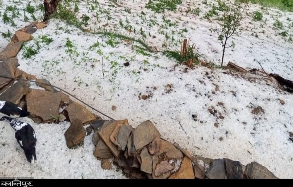 Half a foot of hail fell in Jumla, destroying crops