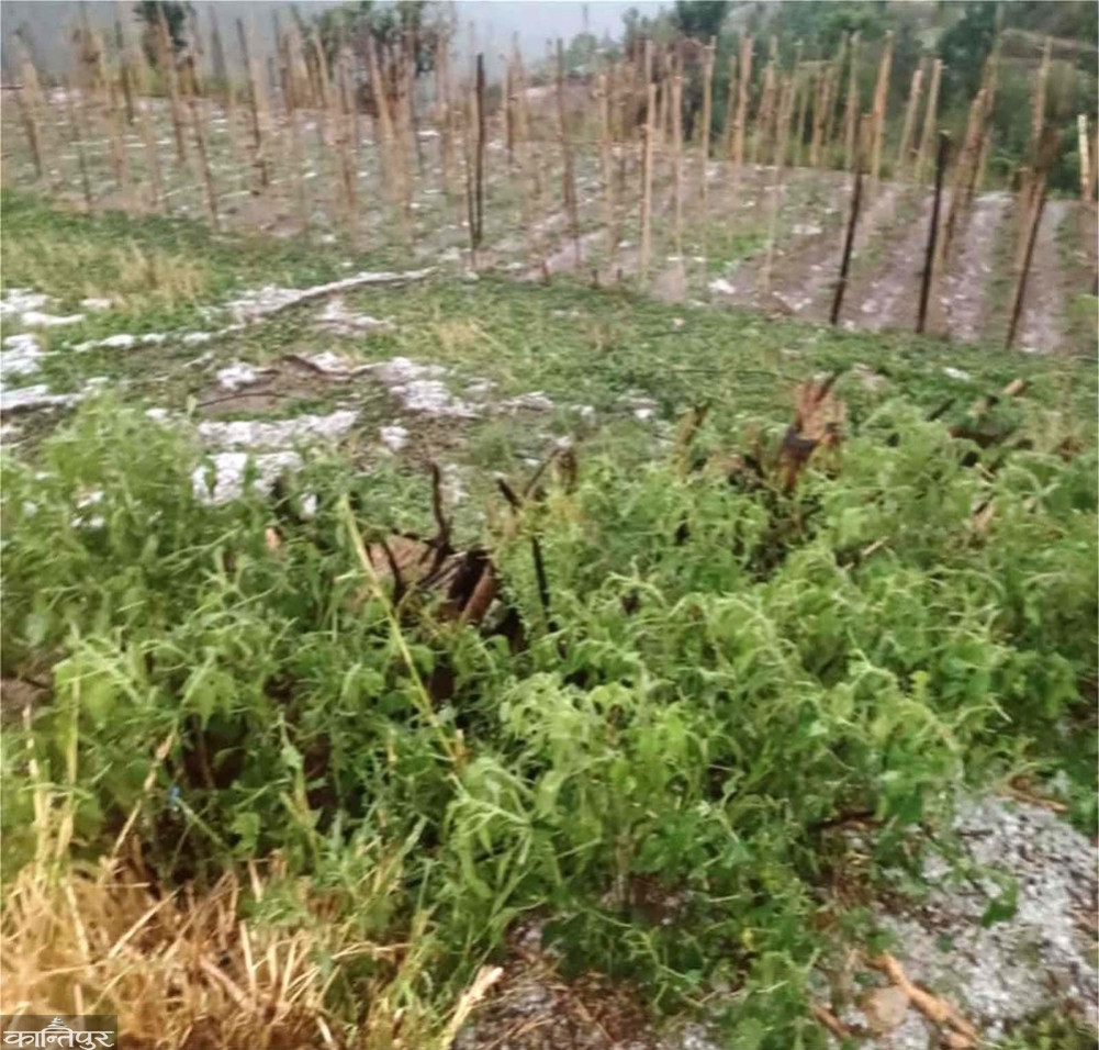 Hail damage to vegetables in Kapurkot