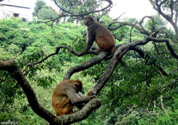 Control measures will be adopted to protect the farm from monkeys, wild boars and nilgai