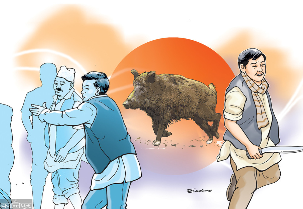 Zamansingh's Boar