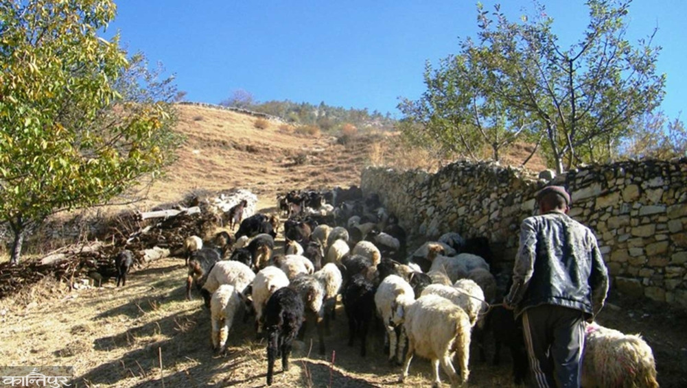 Shepherd's Allowance to Shepherds