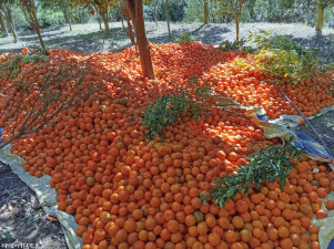 Farmers of Bagchaur in Salyan earn more than 30 lakhs annually from the sale of oranges