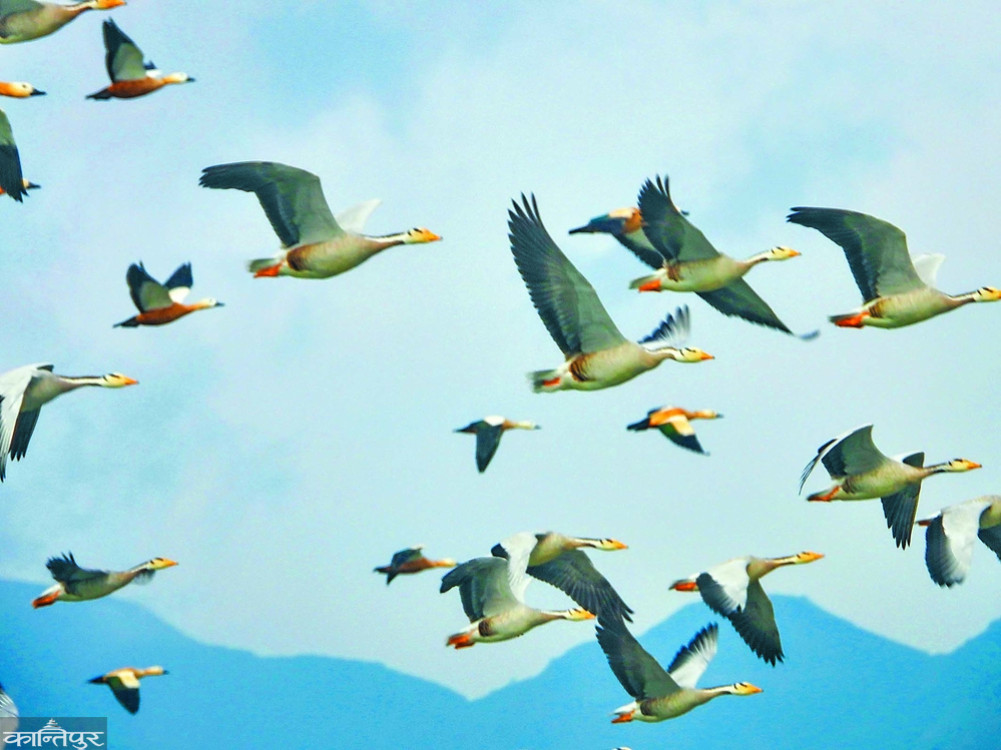 Where do these birds go?