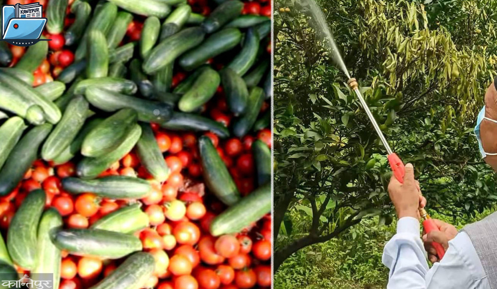 In the announcement 'Organic Karnali', pesticide-laden vegetables in the market