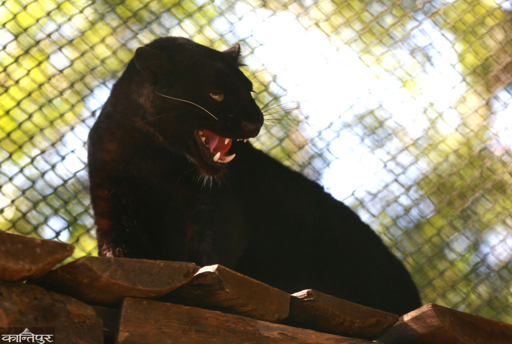 'Black Panther' rescued from Ilam can be seen at Sadar Zoo