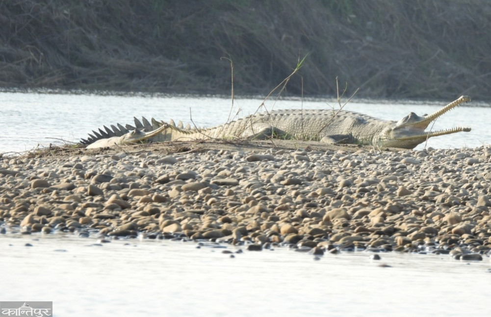 Gharial crocodile census completed, overall numbers increase but decrease in Narayani