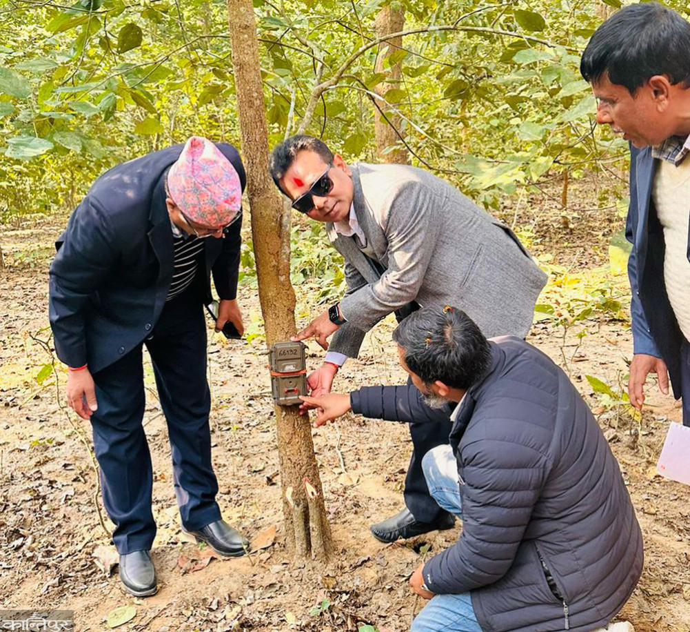 Monitoring of tiger and food species started in Kamdi Corridor