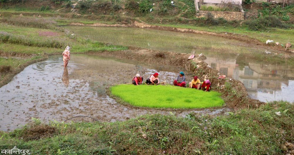 Chaite farmers of Tanahun are busy planting paddy