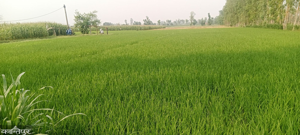 Chaite paddy to prevent rain flooding