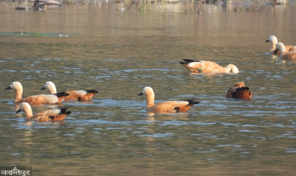 'Champions' of bird conservation