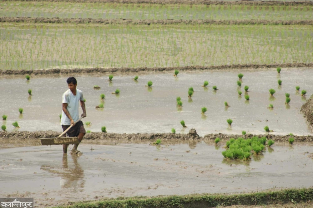 Planting has not started in the granary