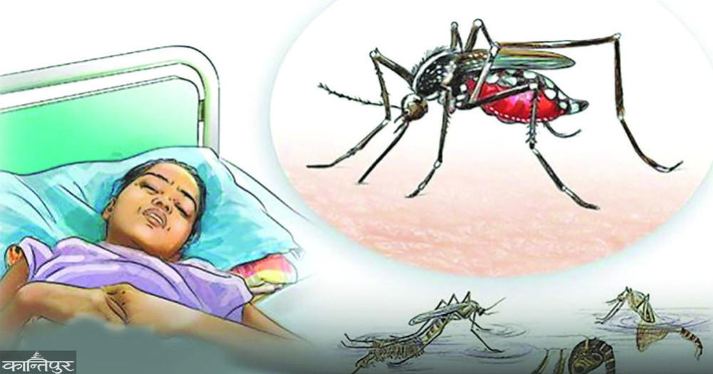 What to do when you get dengue, what not to do?