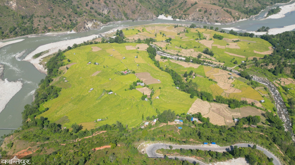 Paddy production projected to decrease in Dhankuta