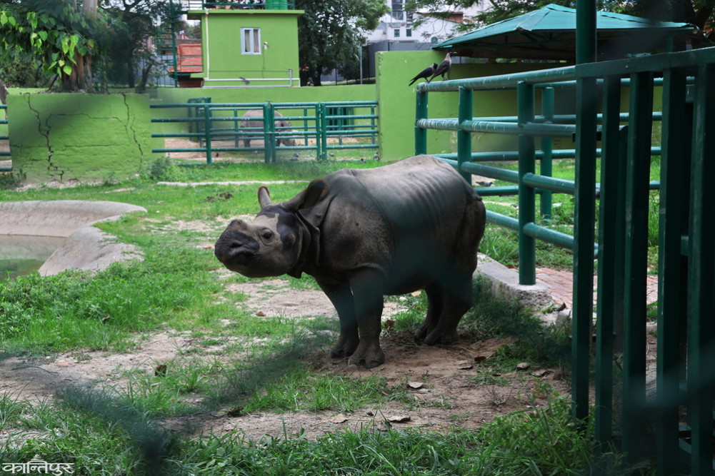 A new member 'Myla' was added to Javalakhel Zoo.