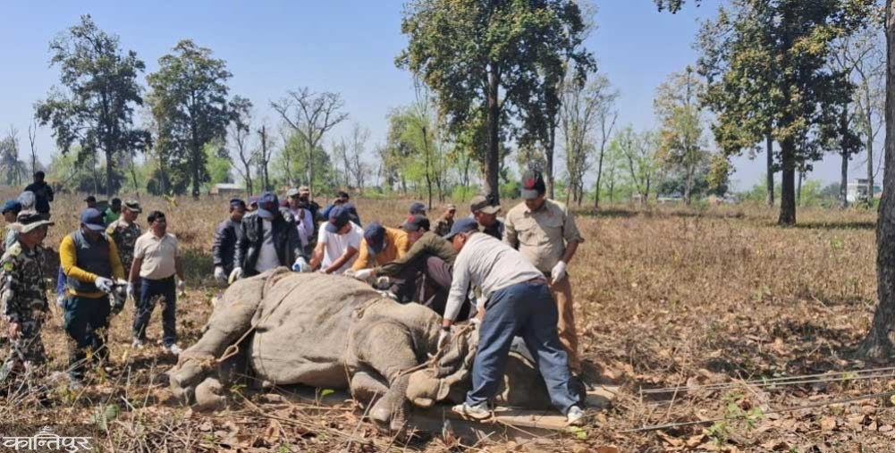 The work of relocating 4 rhinos from Chitwan National Park has started