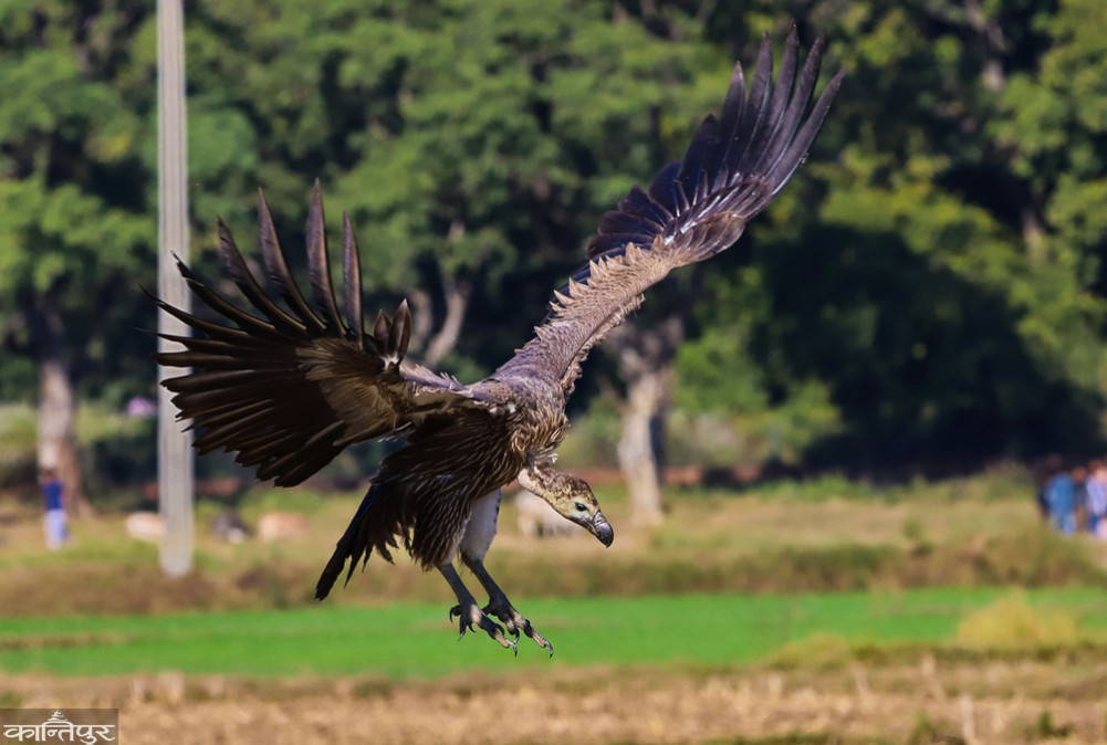 Vulture enhancing natural charm and beauty