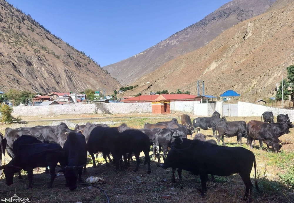 31 cows illegally transported to Dolpa via East Rukum taken into police custody