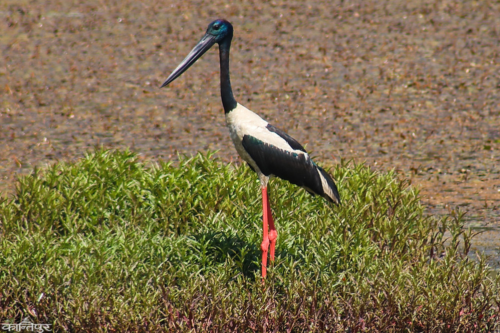 Rathana bird is disappearing due to habitat and food crisis