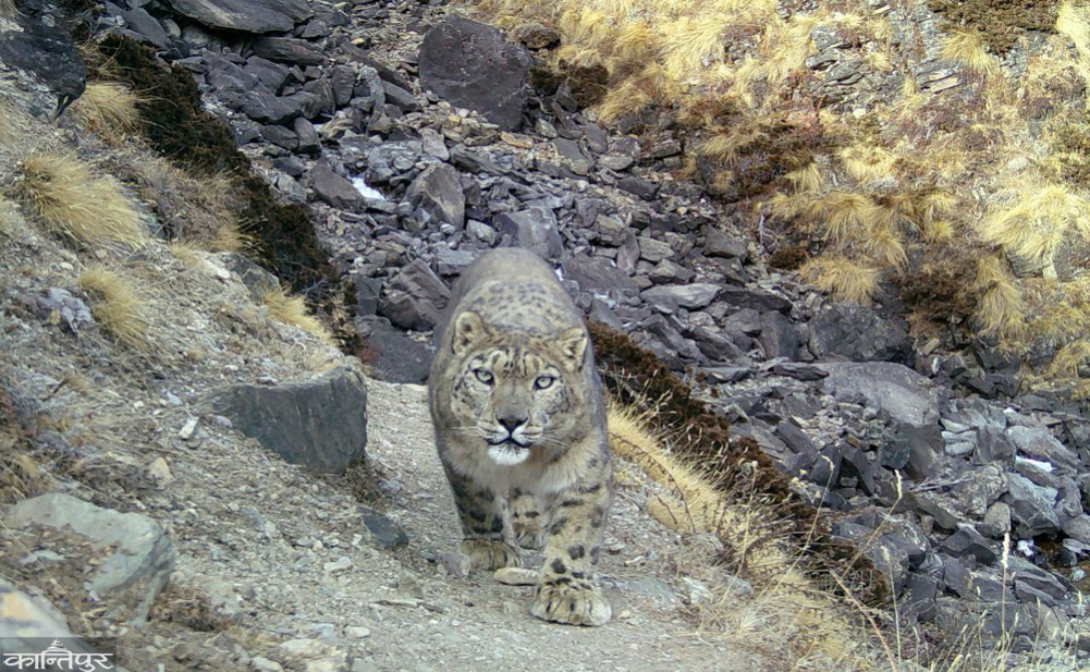 39 snow leopards found in Humla