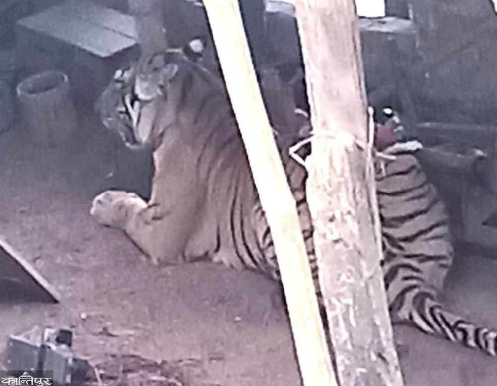 In the tiger settlement for seven hours