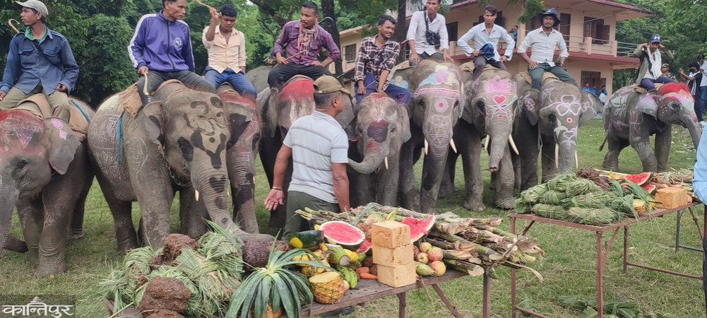 Forest feast for elephants in Baghmara