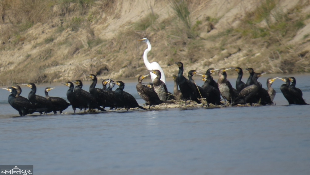 55 species of water birds were found in Chitwan Park