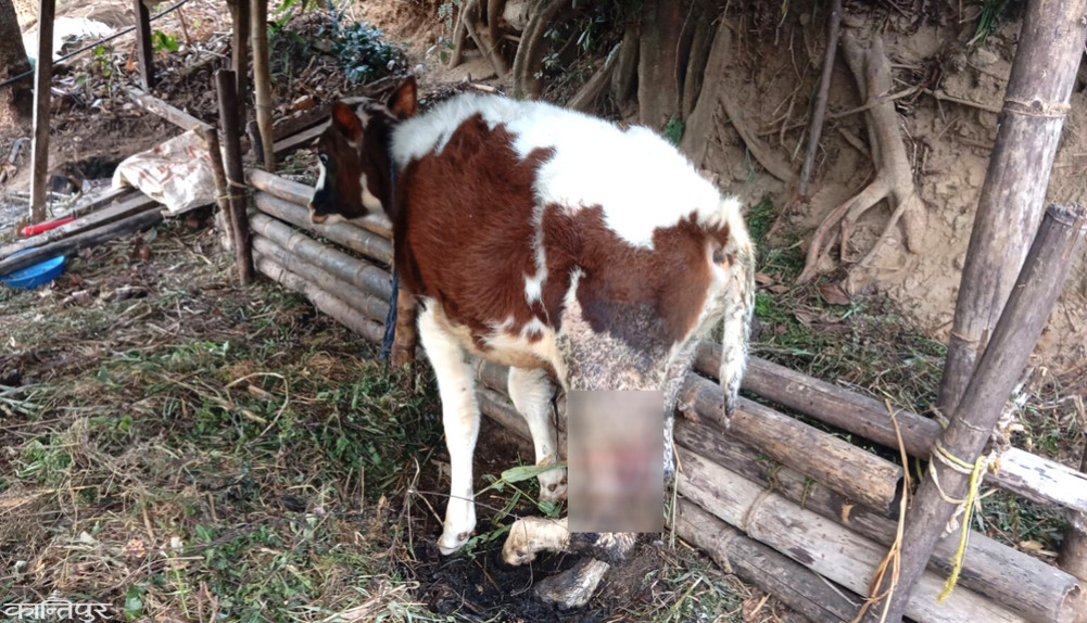 What is the incident in Elam where a living bull was cut?