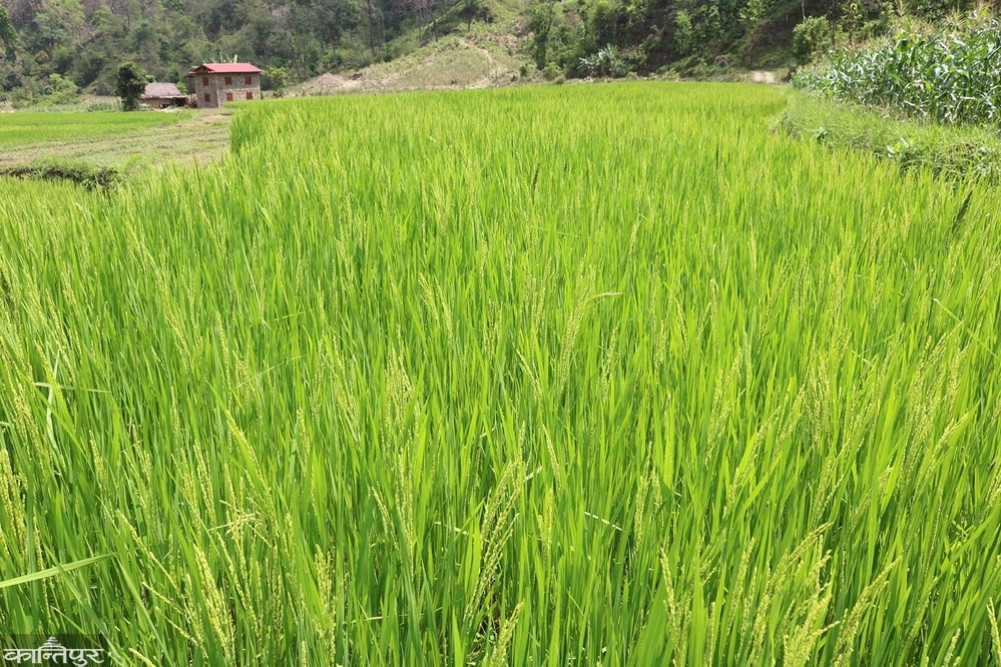 Expansion of Chaite Paddy Cultivation in Salyan