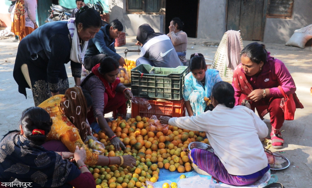 Junar and orange trade increases in Ramechhap market