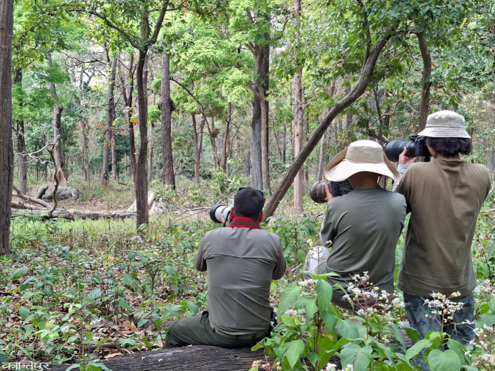 Jungle Walk Safari: Unparalleled joy of nature