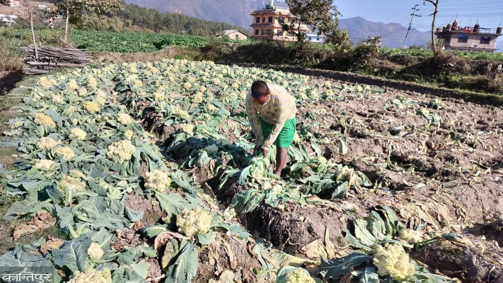 Farmers worried about non-sale of cauliflower