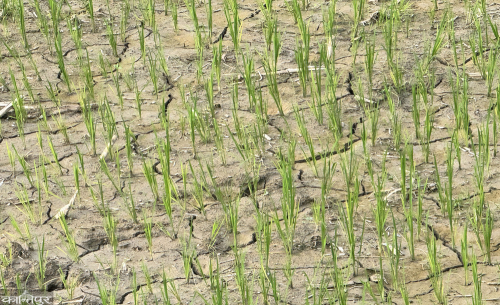 In Palpa's Rampur district, 40 percent of the fields are barren