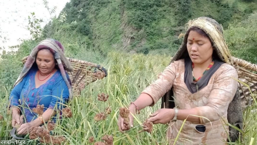 Jumla millet: production decreasing, demand increasing