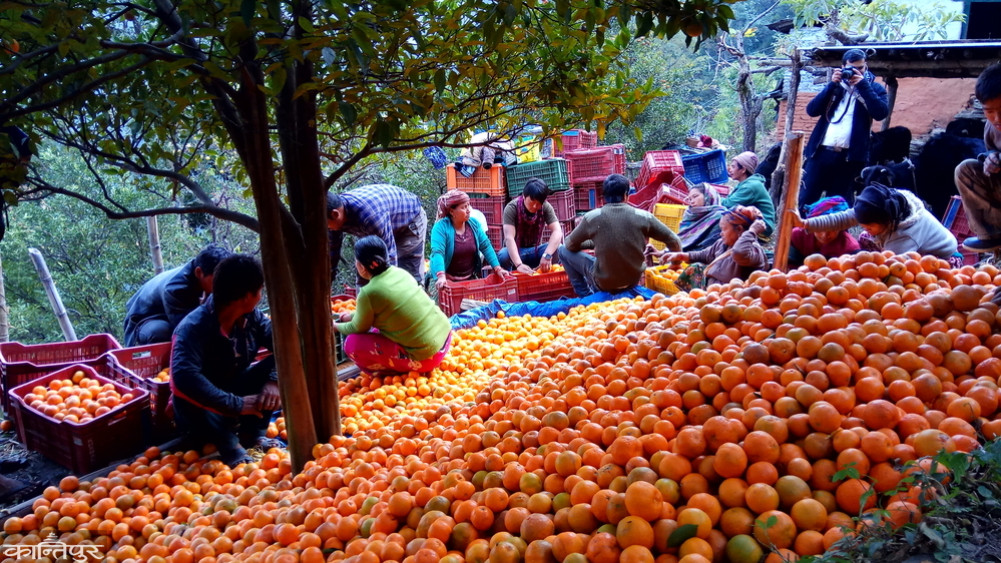 Pahelpur Orange