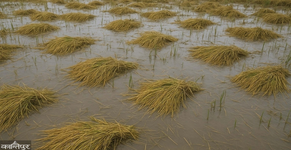 Harvested rice drowned in the field