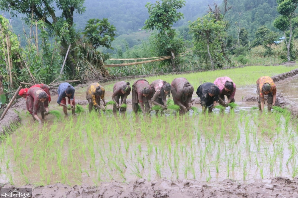 56.98 percent paddy planting in Khotang