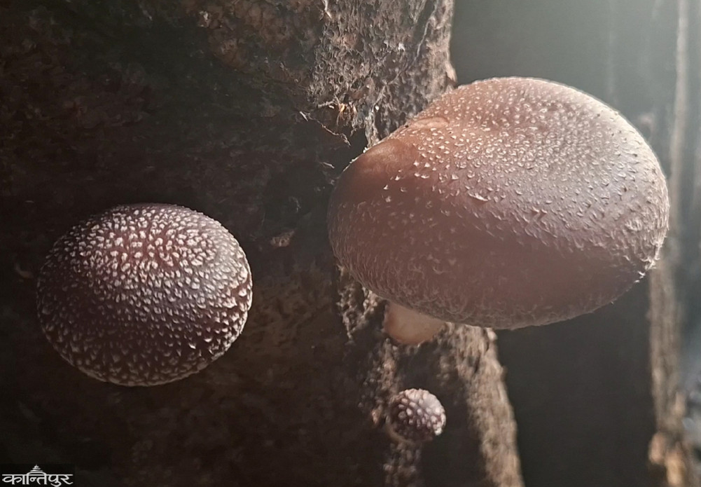 Huge income from mushrooms