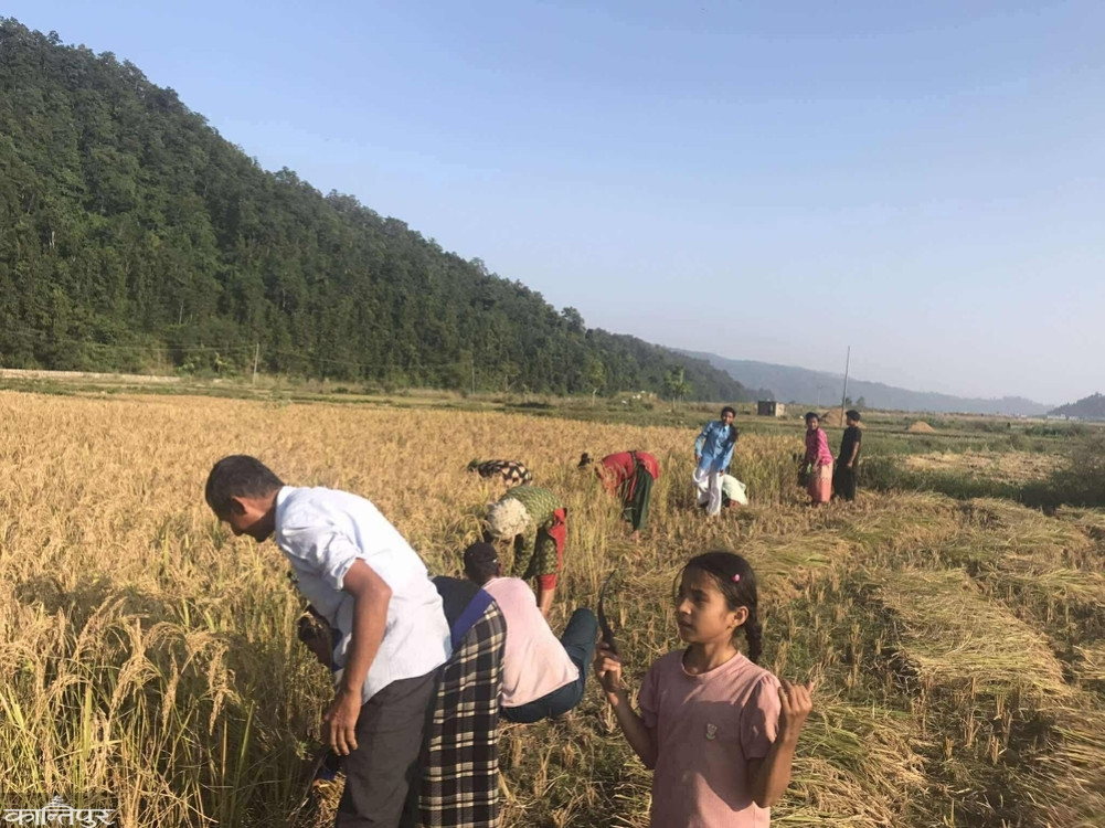 The field was barren, but the school grew 25 bushels of rice.