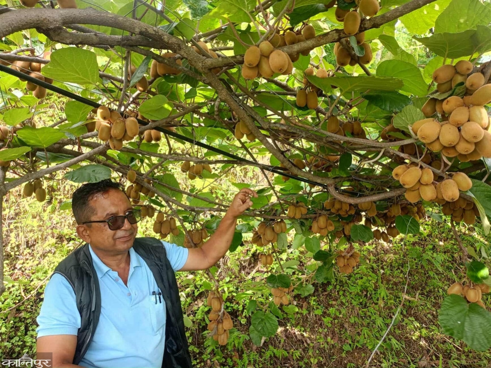 Kiwi cultivation in Pakhobari!