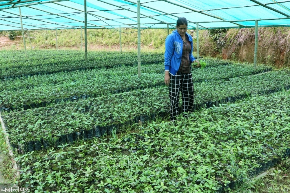Coffee plant production in Diktel Rupakot Majhuwagadi