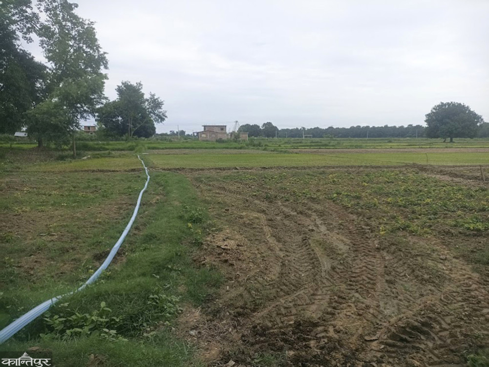 Irrigation from pumps in the eastern region of Bardia in the absence of rain