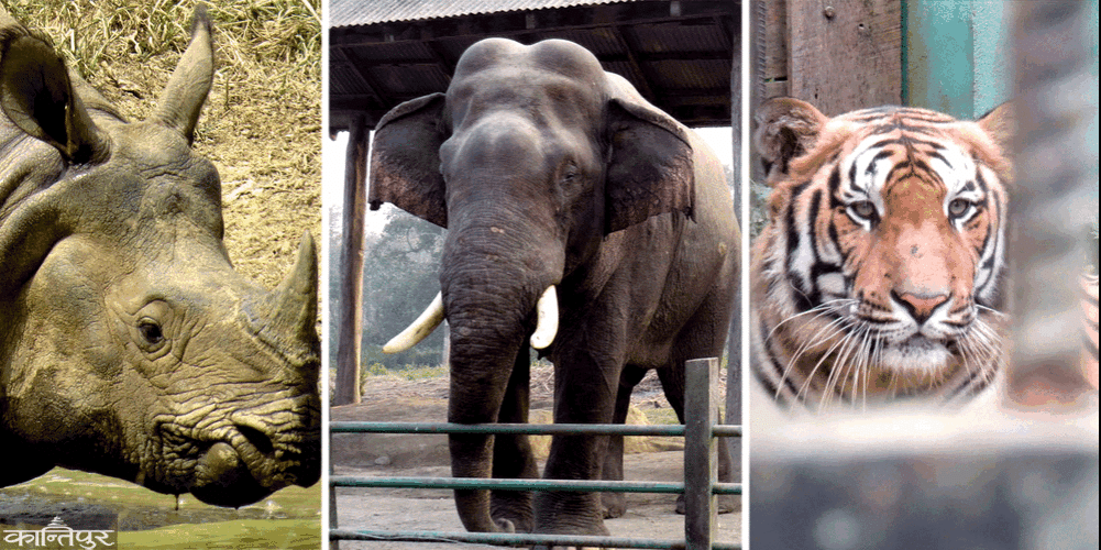 Wild animal attacks: 127 people died around Chitwan Park in 11 and a half years