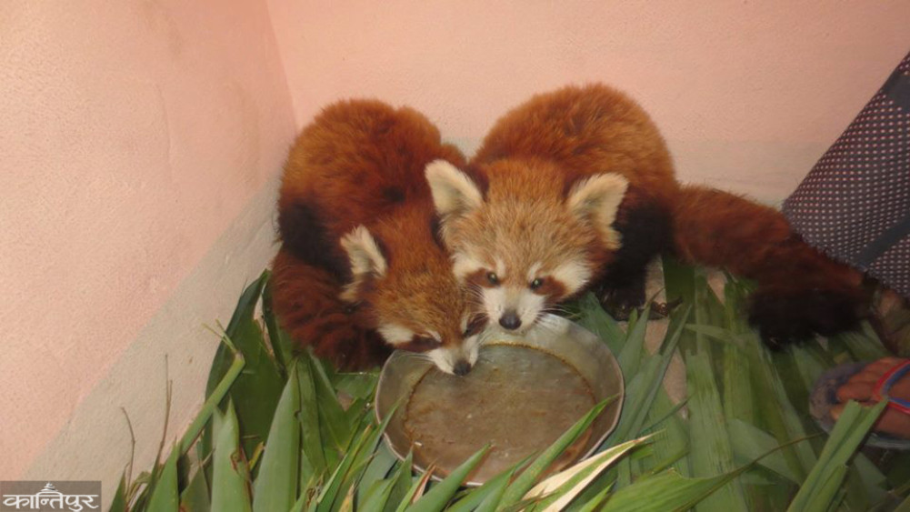A second phase project at Rolpa to conserve red pandas