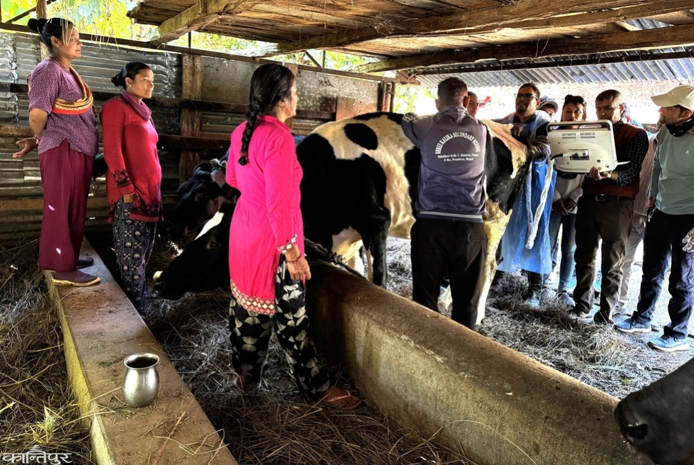 Ultrasound to test for reproductive abnormalities and infertility in livestock in Ribdikot