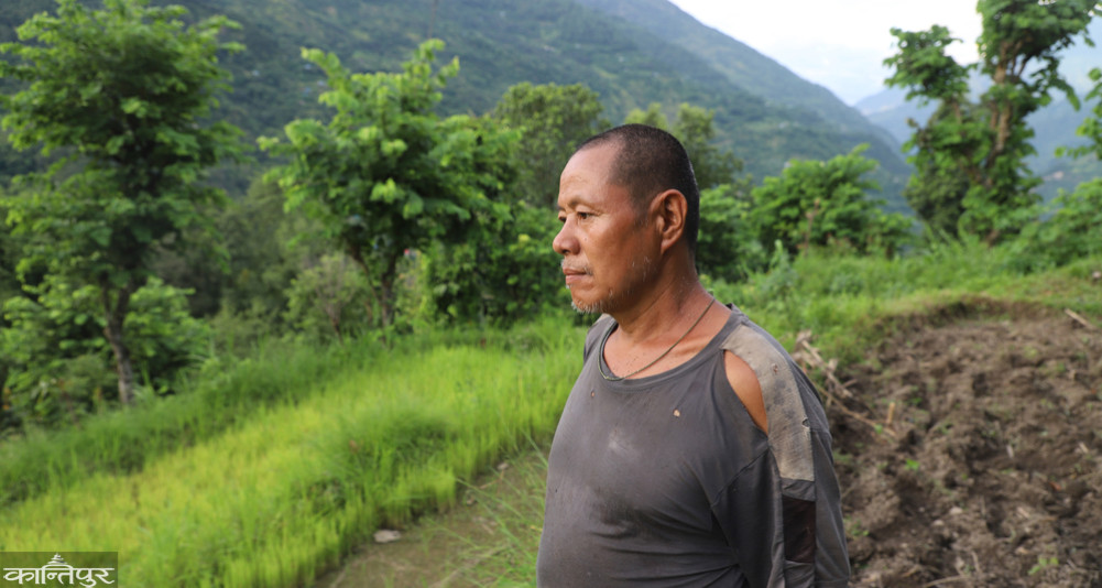 In Taplejung, only 84 percent was planted, 6 percent of the fields were completely barren