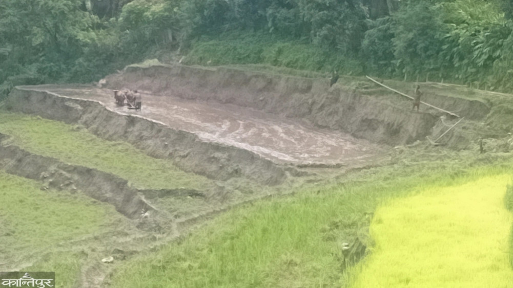 25 percent left in Taplejung where planting started from May