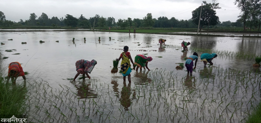 Madhesh: Farmers hoping for sky water, planted only 33 percent