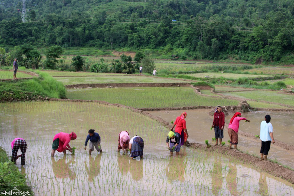 Paddy planting has decreased this year