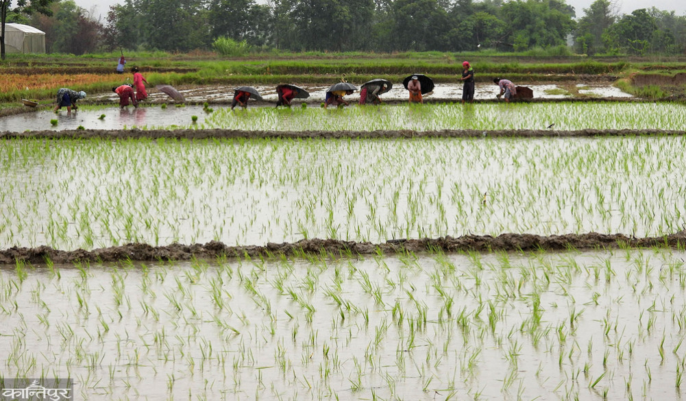 By June 22, about 42 percent had been planted, most in the Far West