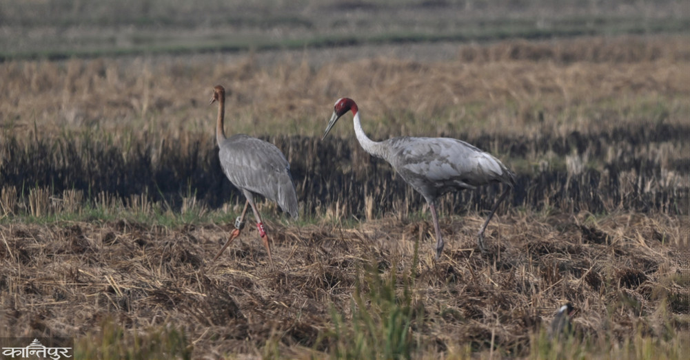 Storks wearing GPS are mingling with their mothers